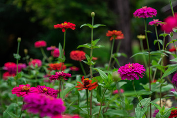 Flowers zinnia elegans. Color nature background.