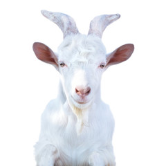 white horned goat on a white background