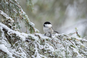 Obraz na płótnie Canvas Adorable small willow tit, Poecile montanus, on a snowy branch of spruce on dark winter day in Northern Finland