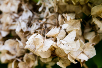 Beautiful skeleton petals of hydrangea blossoms of previous season; Delicate brown dried hydrangea flowers