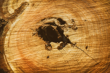 Detail From A Felled Tree Trunk                  