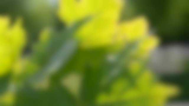 Blurred background. maple leaves close-up wind on a sunny day