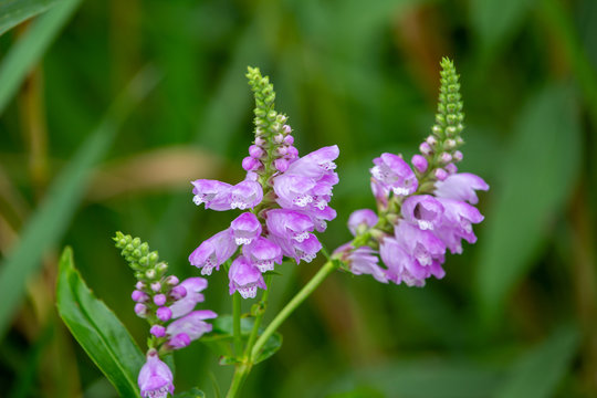 Macro view of beautiful purple obedient plant (physostegia virginiana) wildflowers blooming in a sunny North American prairie meadow. Also called False Dragonhead.