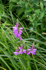 Macro view of beautiful purple obedient plant (physostegia virginiana) wildflowers blooming in a sunny North American prairie meadow. Also called False Dragonhead.