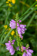Macro view of beautiful purple obedient plant (physostegia virginiana) wildflowers blooming in a sunny North American prairie meadow. Also called False Dragonhead.