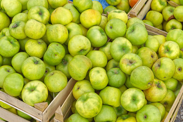 Organic green apples