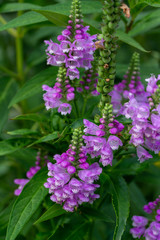 Macro view of beautiful purple obedient plant (physostegia virginiana) wildflowers blooming in a sunny North American prairie meadow. Also called False Dragonhead.