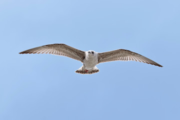 A flying seagull against the blue sky