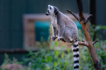 Ring Tailed Lemur © david