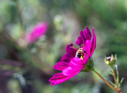 Honey Bee on Magenta Pink Cosmo Flower