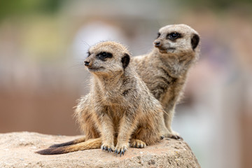 Meerkats