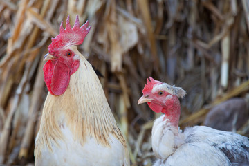 rooster and hen in the farm