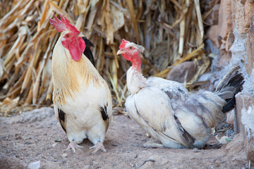 rooster and hen in the farm