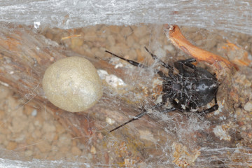 close-up of an spider cocoon,egg sac of an european black widow, maternal care of a Latrodectus tredecimguttatus.
