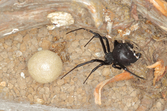 close-up of an spider cocoon,egg sac of an european black widow, maternal care of a Latrodectus tredecimguttatus.
