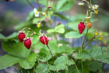 tasty wild strawberries in garden