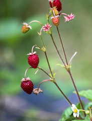 tasty wild strawberries in garden