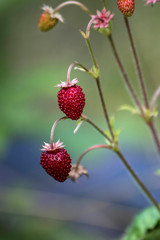 tasty wild strawberries in garden