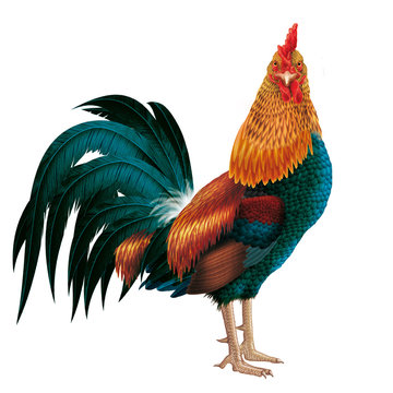 Poule Naine Images – Browse 193 Stock Photos, Vectors, and Video | Adobe Stock Poule Naine Images – Browse 193 Stock Photos, Vectors, and Video | Adobe Stock