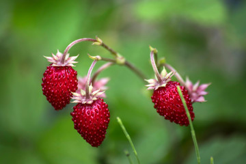 tasty wild strawberries in garden