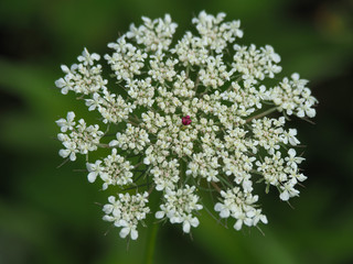 Closeup of the white flowers of wild carrot, Daucus carota, flowering in a meadow