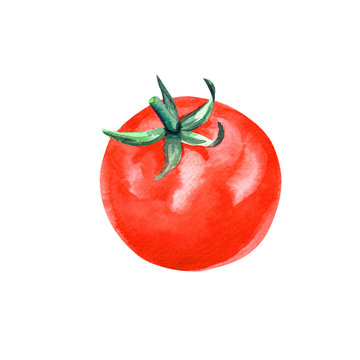 Hand drawn watercolor tomato painting on white background.