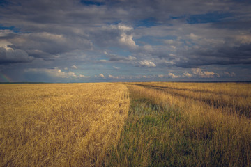 photo landscape field with grain crop under a cloudy sky