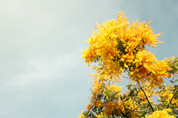 Vibrant yellow flowers contrasting with the soft blue sky in the background