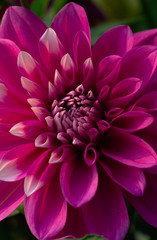 Portrait Dahlia Flower Blooming Photography Art Wallpaper
