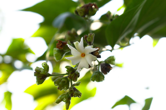 Amazing white Flower Sheuli photography Art with copy space background
