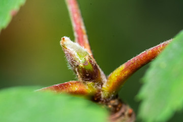 closeup on the tip of the branch