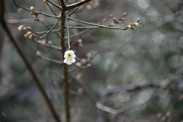 横浜　三渓園に咲く梅の花
