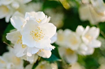 Fototapeta na wymiar jasmine tree blossom
