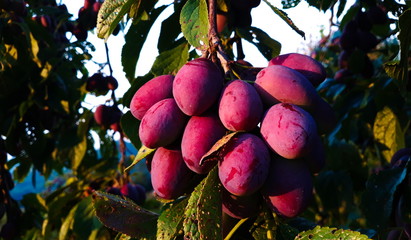 Blue ripe plums on a branch with a leaves.