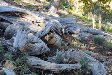 Fototapeta na wymiar Morning view of the beautiful trunk around the Ruby Crest Trail