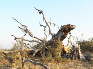 Dead tree in Okavango Delta