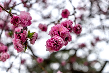 pink cherry blossom