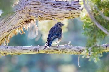 Close up shot of a beautiful Mountain blue bird