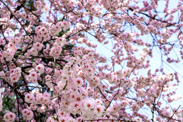 pink cherry blossom in spring
