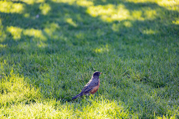 Close up shot of a beautiful American Robin
