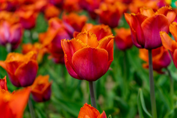 Obraz premium red and yellow tulip