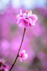 Isolated peach tree blooming flowers on a branch. (Aitona, Catalonia, Lerida, Spain)