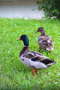 2 Ducks pair walking on the grass back view