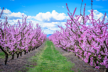 Peach fields in pink flower at spring, in Aitona, Catalonia, Spain