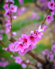 Obraz premium Blossoming peach tree (Aitona, Catalonia, Spain.