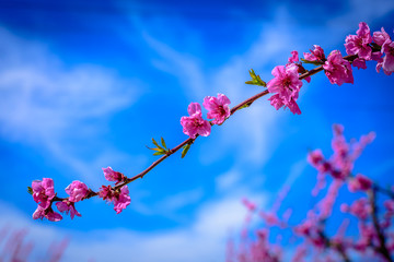 Isolated blossoming peach branch tree in Aitona (Catalonia, Spain)