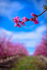 Isolated blossoming peach branch tree in Aitona (Catalonia, Spain)