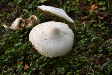 Wild mushrooms growing In Middletown Township, NJ