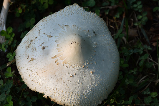 Wild Mushrooms Growing In Middletown Township, NJ