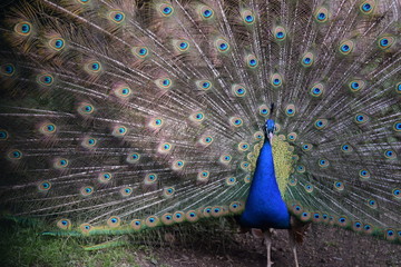 Fototapeta premium Pfau mit ausgestreckten Federn 